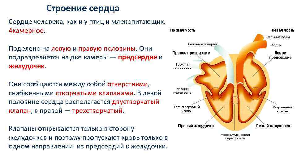 Левая составляющая. Строение сердца птиц и млекопитающих. Сердце человека камерное. Камерное строение сердца.