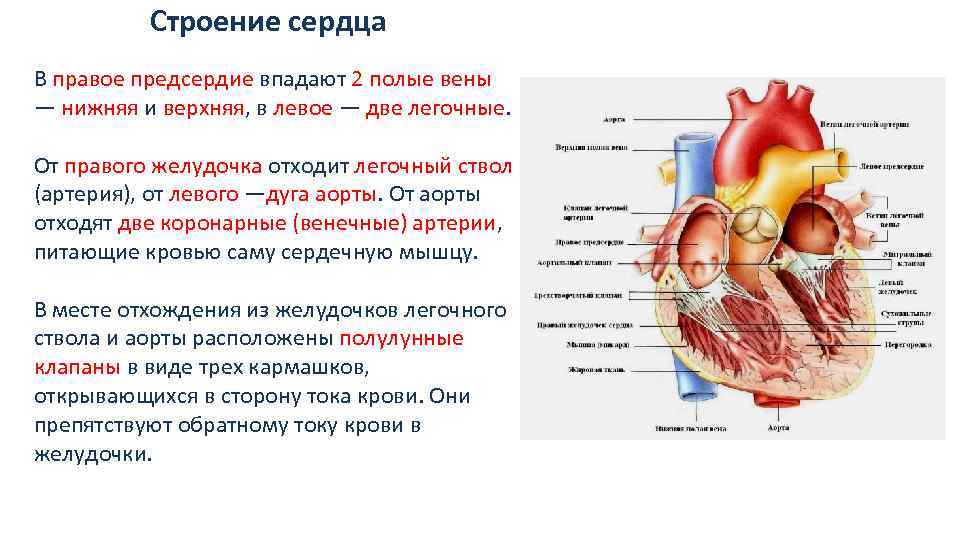Между правыми предсердием и желудочком находится клапан. Строение сердца человека таблица строение и функции. Нижняя полая Вена правое предсердие анатомия. Строение сердца камеры клапаны оболочки.