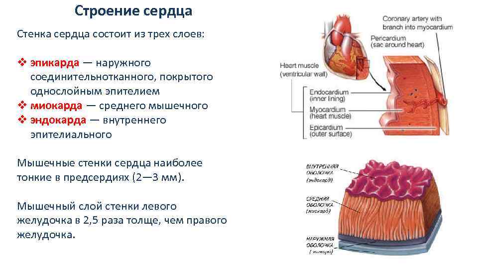 Три слоя содержит. Строение сердца 3 слоя. Строение оболочек сердца. Слои стенки сердца таблица. Миокард перикард эндокард.