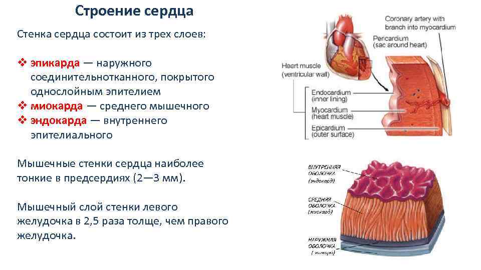 Строение стенки сердца перикард. Строение сердца 3 слоя. Средний слой сердца миокард образован тканью. Строение средней оболочки сердца.