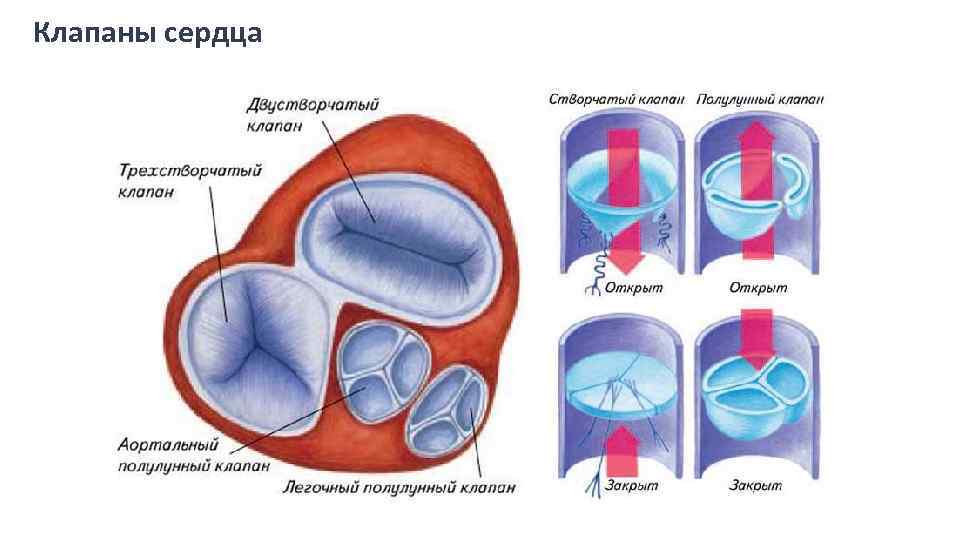 Клапаны сердца 