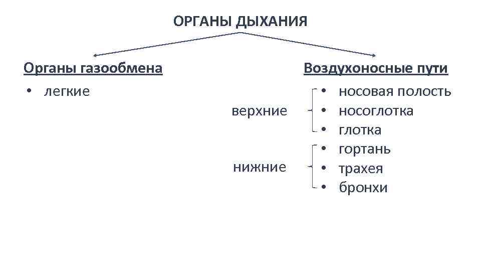 ОРГАНЫ ДЫХАНИЯ Органы газообмена • легкие Воздухоносные пути • носовая полость • носоглотка верхние