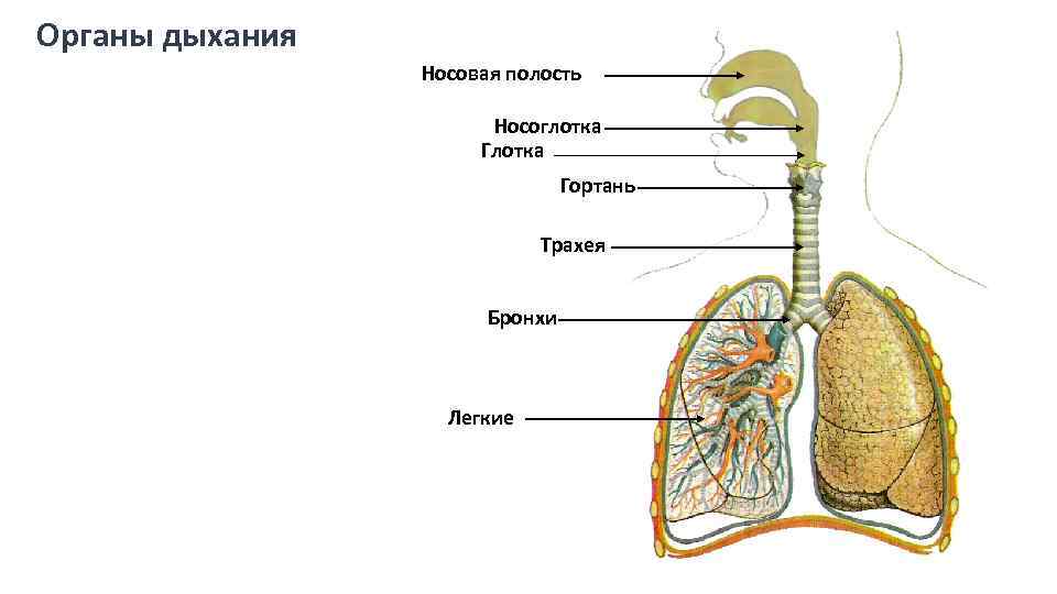 Органы дыхания Носовая полость Носоглотка Гортань Трахея Бронхи Легкие 