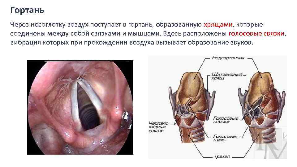 Гортань Через носоглотку воздух поступает в гортань, образованную хрящами, которые соединены между собой связками