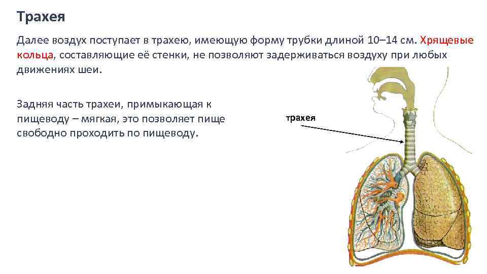 Трахея при вдохе. Части трахеи. Особенности трахеи. Функции трахеи. При вдохе воздух из трахеи поступает в.