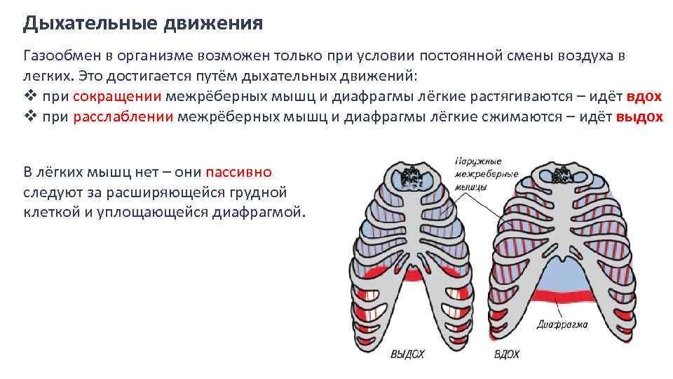 Рассмотрите картинку и укажите под какими цифрами указаны мышцы работающие при вдохе