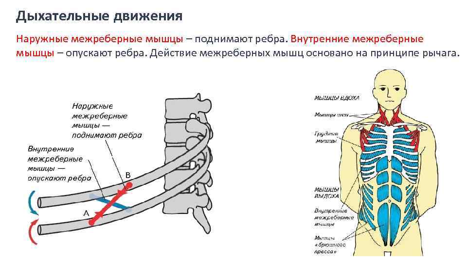 Газообмен в легких схема