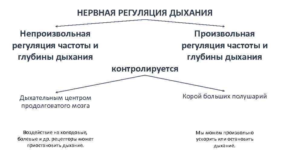 НЕРВНАЯ РЕГУЛЯЦИЯ ДЫХАНИЯ Непроизвольная регуляция частоты и глубины дыхания контролируется Произвольная регуляция частоты и