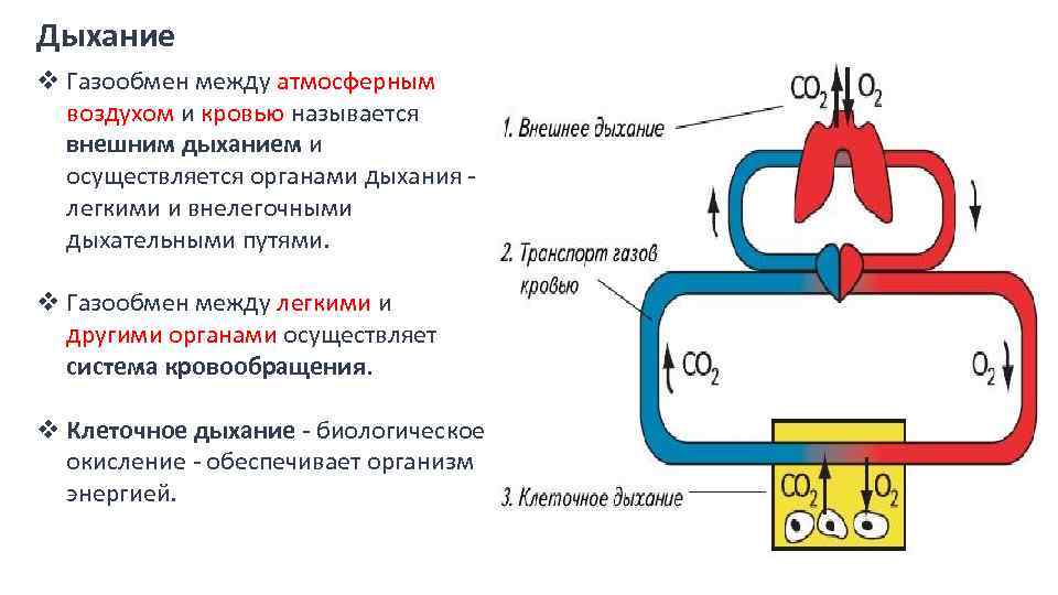 Установите последовательность этапов транспорта углекислого газа от клеток головного мозга до легких