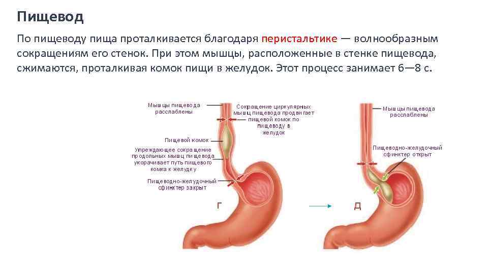 Пищевод По пищеводу пища проталкивается благодаря перистальтике — волнообразным сокращениям его стенок. При этом