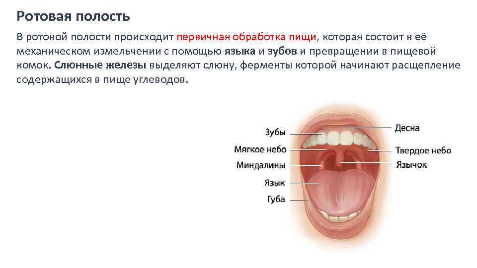 Полость рта презентация