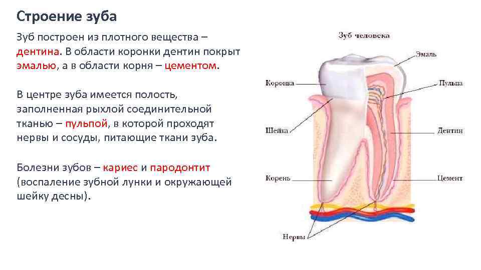 Какой цифрой на рисунке обозначен дентин