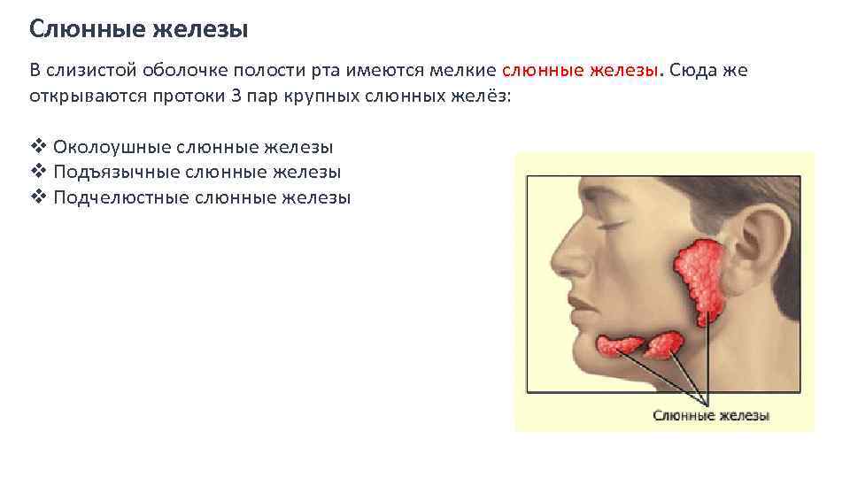 Слюнные железы В слизистой оболочке полости рта имеются мелкие слюнные железы. Сюда же открываются