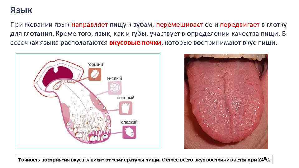 Язык При жевании язык направляет пищу к зубам, перемешивает ее и передвигает в глотку