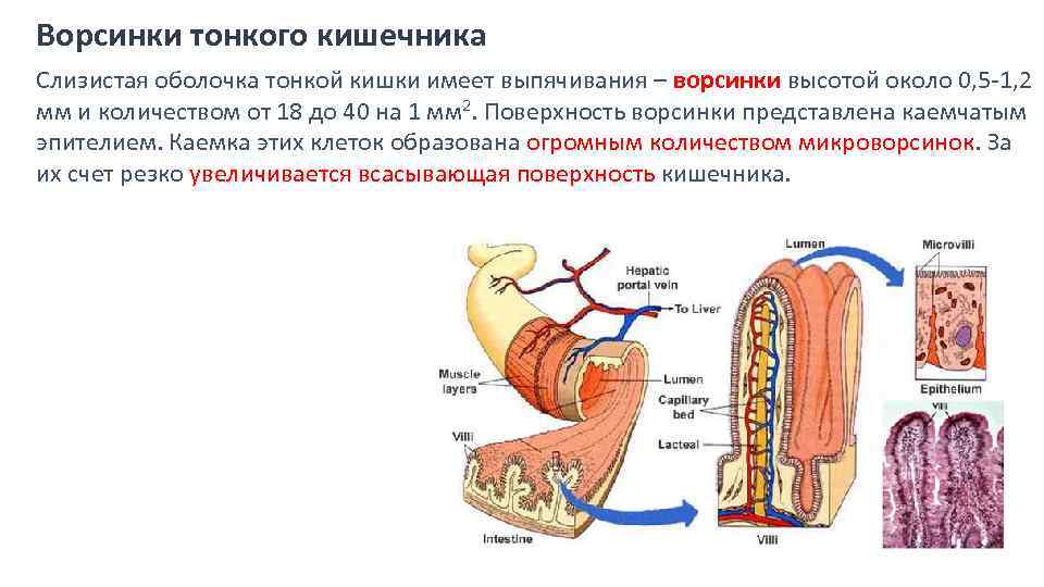 Функция ворсинок тонкого кишечника. Кишечная Ворсинка в пищеварительной системе. Строение ворсинки слизистой оболочки тонкого кишечника.