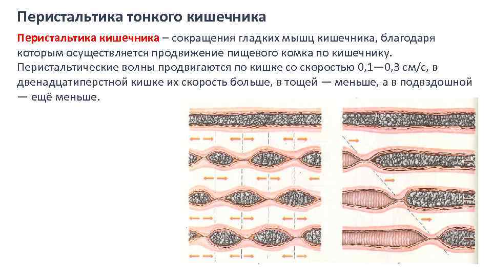 Перистальтика тонкого кишечника Перистальтика кишечника – сокращения гладких мышц кишечника, благодаря которым осуществляется продвижение