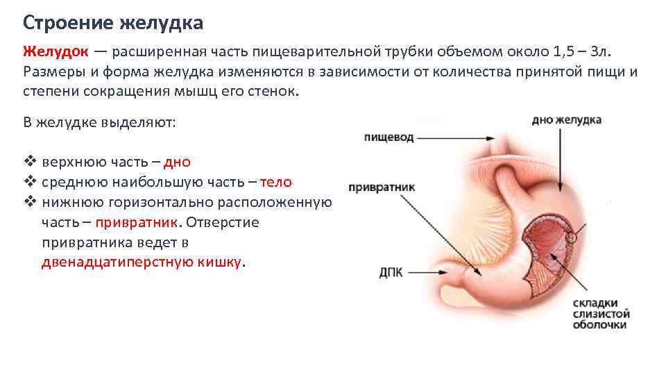 Строение желудка пищеварение в желудке. Функции желудка анатомия. Желудок строение и функции анатомия. Анатомическое строение,расположение,функции желудка. Желудок человека анатомия строение и функции человеческого.
