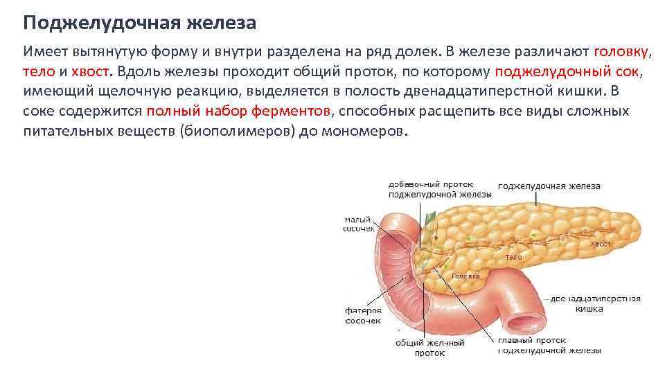 Панкреатический сок печени. Поджелудочная железа анатомия функции. Функции поджелудочной железы роль в пищеварении. Функции поджелудочной железы в пищеварительной системе человека. Поджелудочная железа в пищеварительной системе строение и функция.