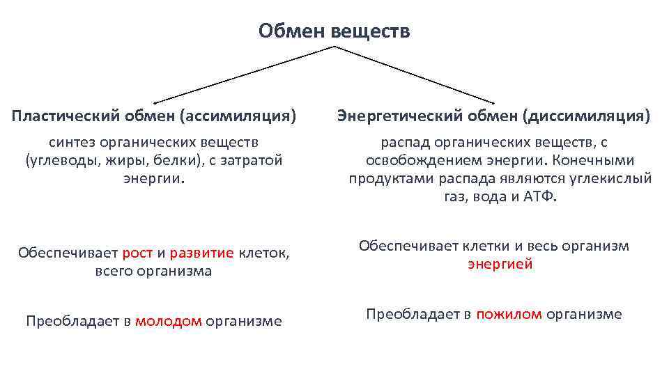 Обмен веществ энергетический и пластический схема. Схема обмен веществ и энергии пластический и энергетический обмен. Таблица обмен веществ и энергии пластический и энергетический обмен. Характеристики пластического и энергетического обмена веществ.