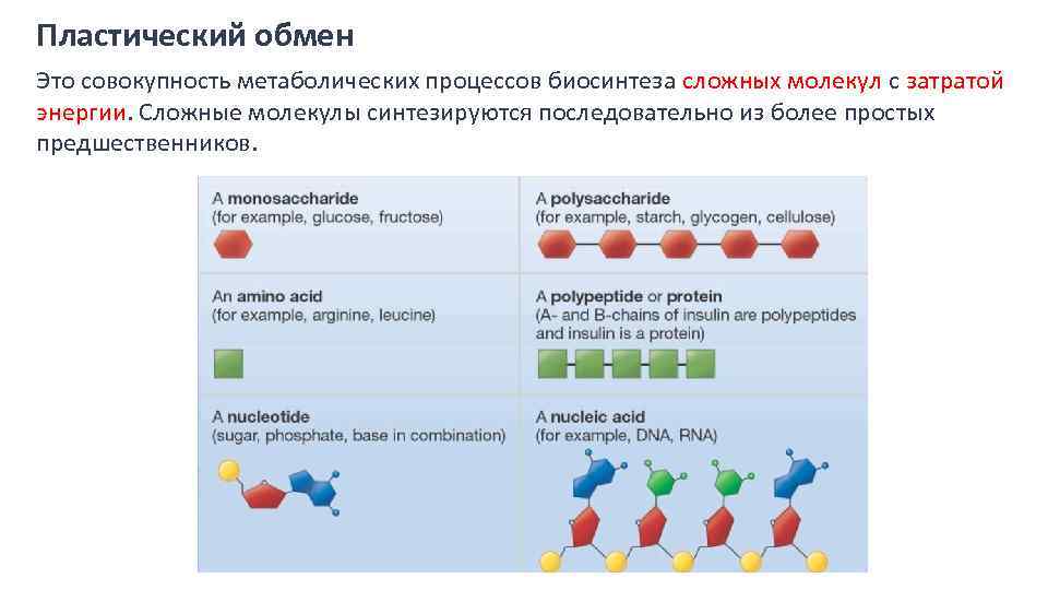 Реакции пластического обмена. Пластический обмен. Пластический обмен это совокупность процессов синтеза. Этапы пластического обмена Биосинтез белка. Пластический обмен в клетке.