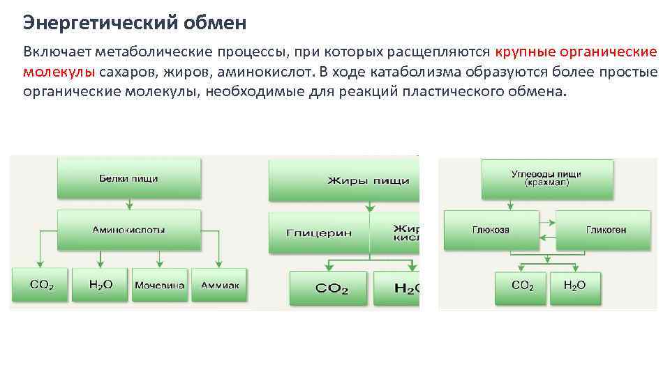 Первый этап энергетического обмена протекает. Схема процессов энергетического обмена. Пластический и энергетический обмен схема. Этапы энергия обмена веществ схема.