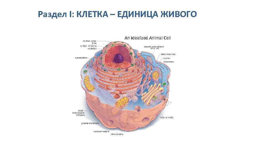 Клетка основная единица живого