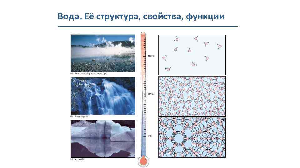 Вода. Её структура, свойства, функции 