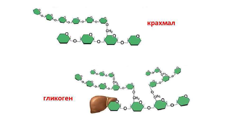 крахмал гликоген 