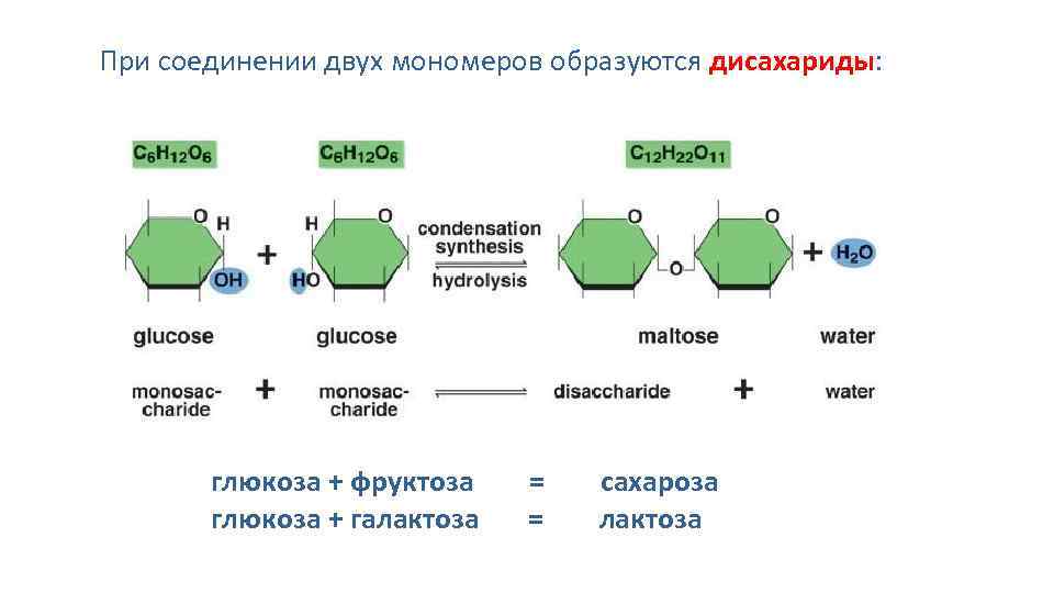 Вещества мономеры. Лактоза мономеры. Строение мономера углевода. Мономеры дисахаридов. Сахароза состоит из мономеров.