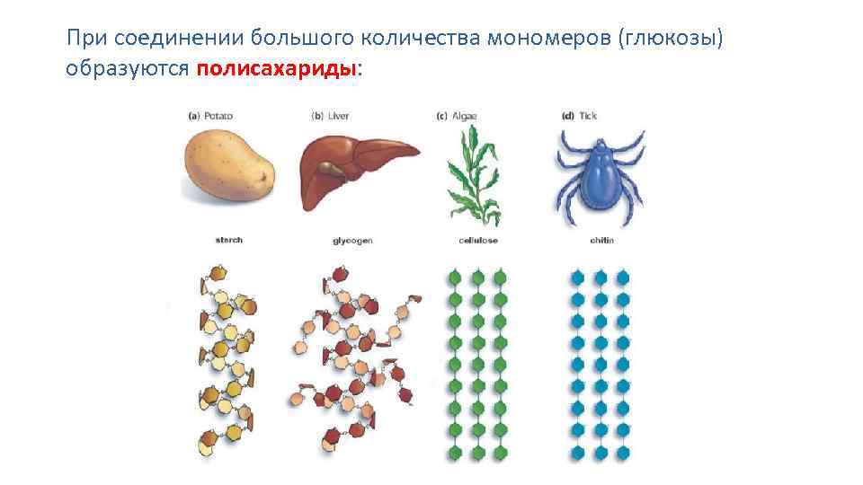 При соединении большого количества мономеров (глюкозы) образуются полисахариды: 