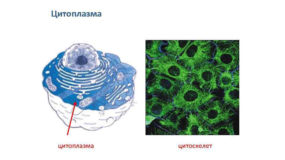 Цитоплазма цитоскелет 