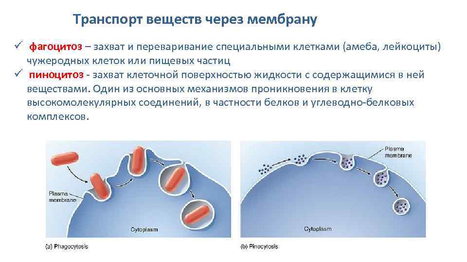 Захват мембраной клетки твердых частиц. Фагоцитоз этапы мембрана. Плазматическая мембрана пиноцитоз. Фагоцитоз и пиноцитоз мембраны.