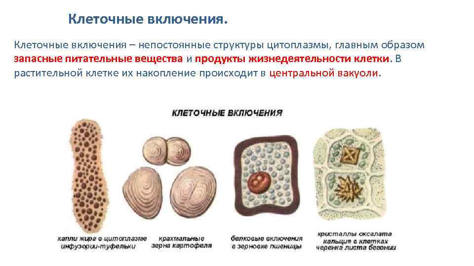 Каковы функции изображенной на картинке ткани в организме накопление резервов питательных веществ