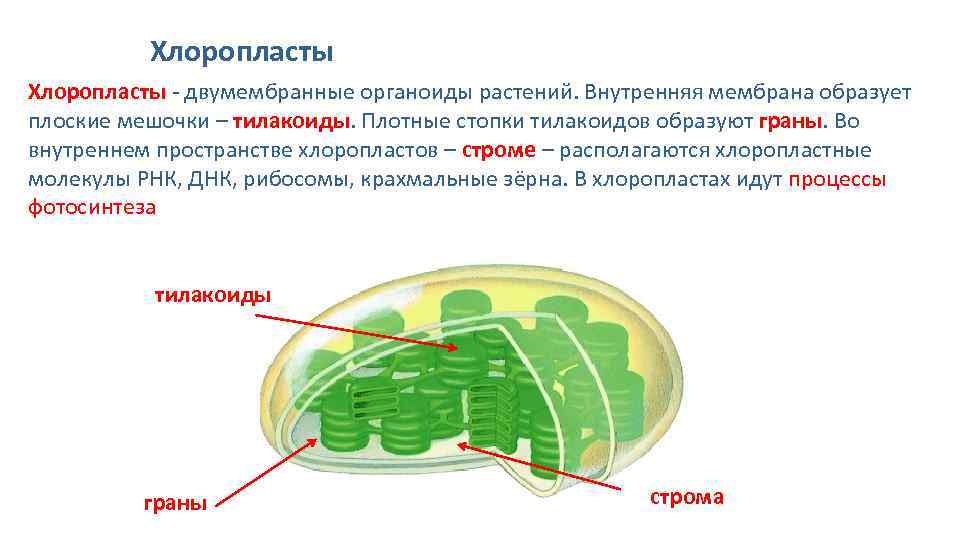 Органоид водоросли. Хлоропласты Строма тилакоиды граны. Пластиды двухмембранный органоид. Органоиды клетки пластиды функции. Хлоропласт строение и функции органоидов.