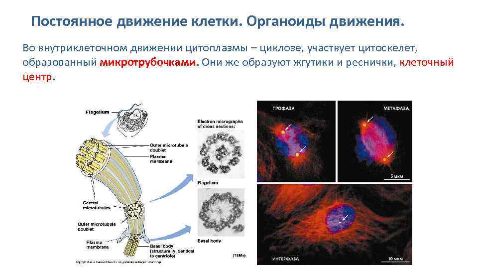 Какие клетки должны