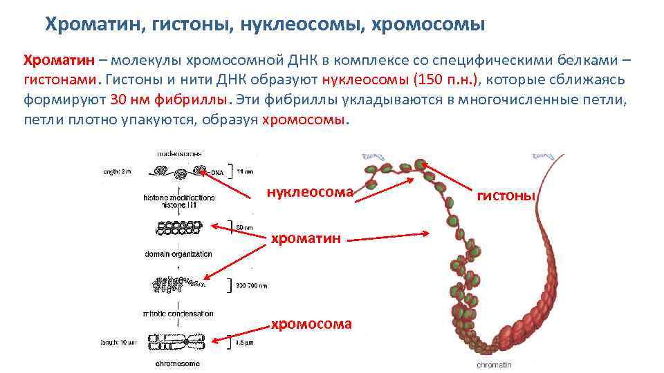 Какая молекула днк в ядре. Хроматин гистоны. Хромосома строение нуклеосома гистоны. Строение хромосомы гистоны. Гистоны структура молекул.