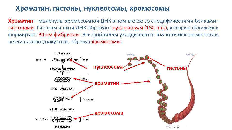 Хромосома это молекула днк. Хроматин и гистоны. Строение хромосомы нуклеосома гистоны. Гистоны структура молекул. Структура гистонов функции.