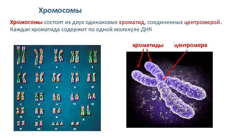 23 хромосомы у человека в клетках
