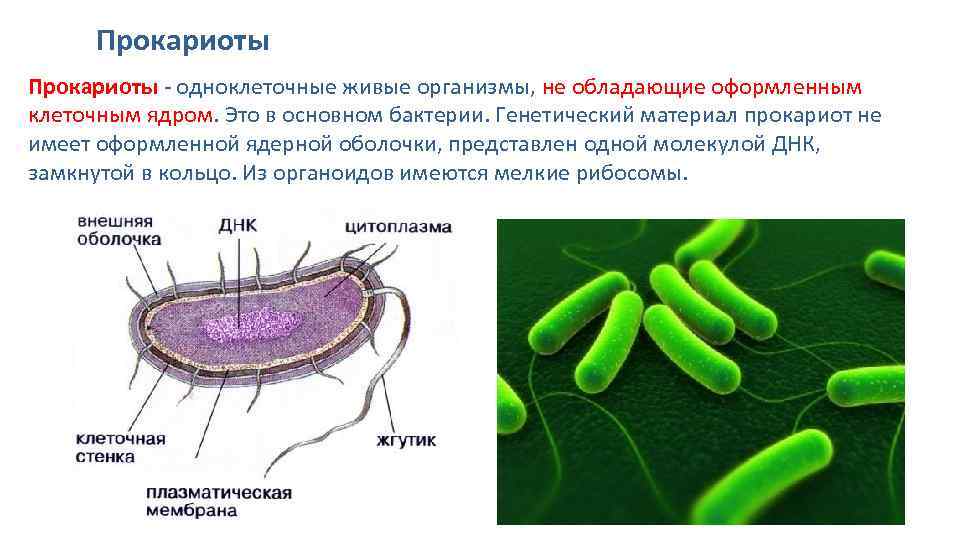 Бактерии прокариоты признаки. Одноклеточный микроорганизм прокариоты. Доядерные организмы прокариоты. Прокариоты бактерии 10 класс. К прокариотам относятся.