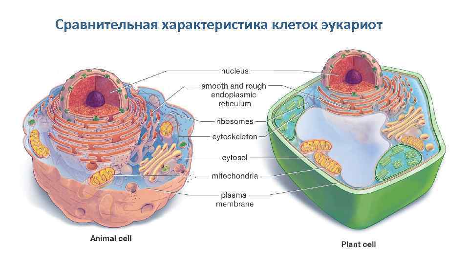 Сравнительная характеристика клеток эукариот 