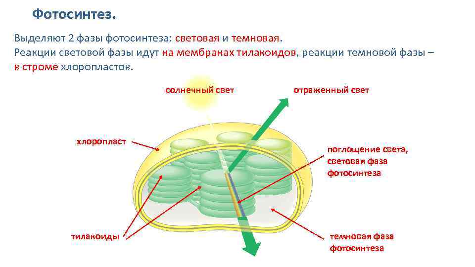 Фотосинтез егэ