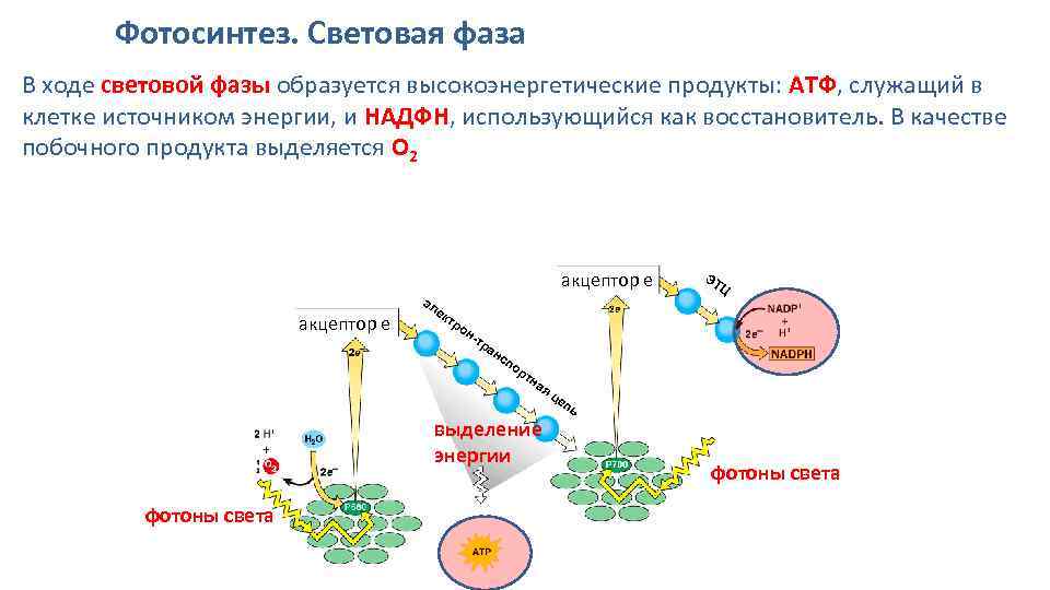 Световая фаза фотосинтеза последовательность процессов. Схема световая фаза фотосинтеза фотосистемы. Фотосистема 2 фотосинтез. Механизм световой фазы фотосинтеза.