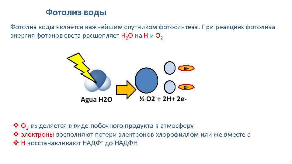 11 энергия. Фотолиз воды фотосинтез. Процесс фотосинтеза фотолиз воды. Фотолиз воды условия протекания. Фотолиз воды реакция.