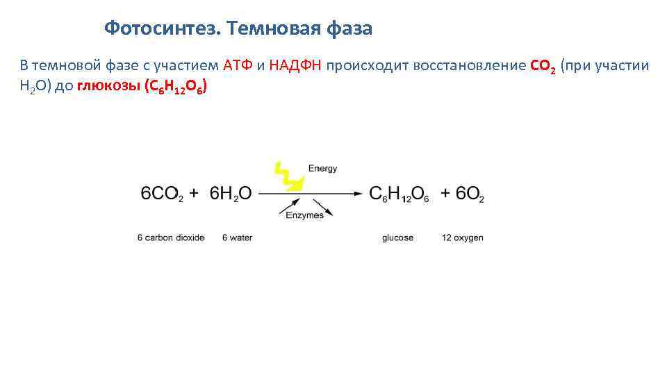 В реакции темновой фазы участвуют. Co2 фотосинтез. Образование АТФ В фотосинтезе. Восстановление co2 фотосинтез. Co2 темновая фаза.