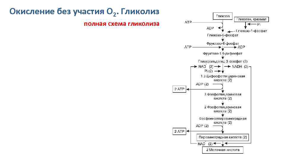 Окисление без участия О 2. Гликолиз полная схема гликолиза 