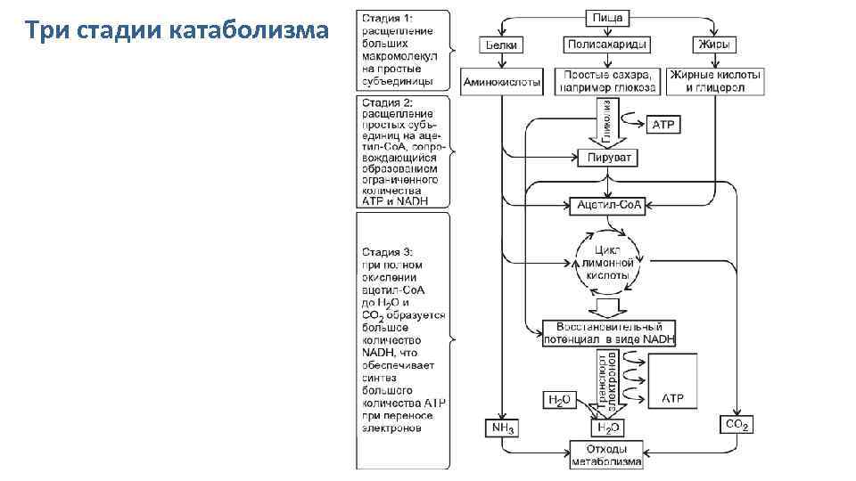 Три стадии катаболизма 