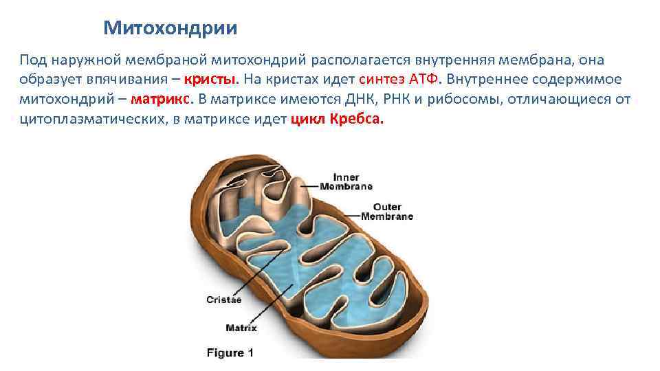 Митохондрии Под наружной мембраной митохондрий располагается внутренняя мембрана, она образует впячивания – кристы. На