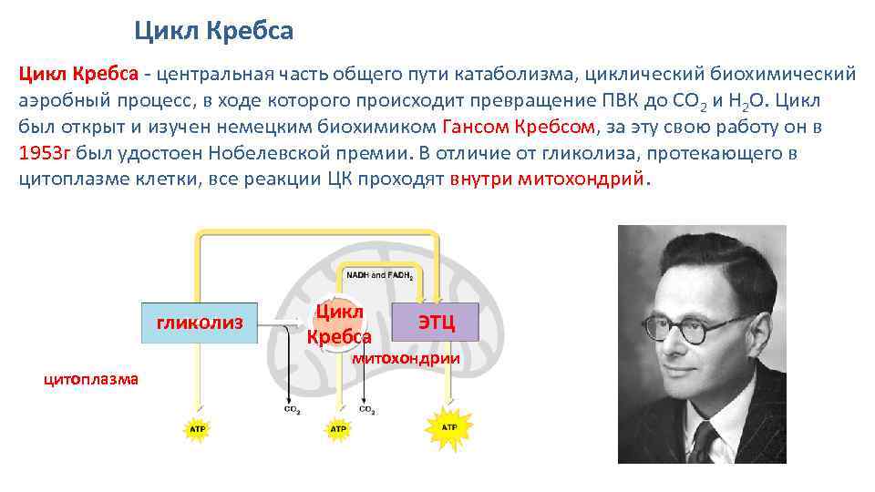 Цикл Кребса - центральная часть общего пути катаболизма, циклический биохимический аэробный процесс, в ходе