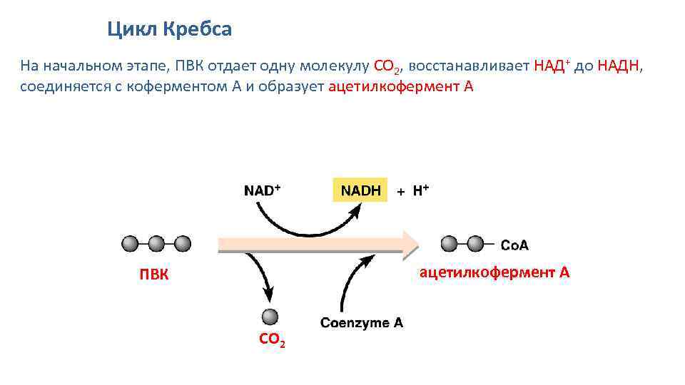 В цикле кребса образуется атф. Цикл Кребса бескислородный этап. Янтарная кислота цикл Кребса. 1 Стадия цикла Кребса. Окисление пирувата и цикл Кребса.