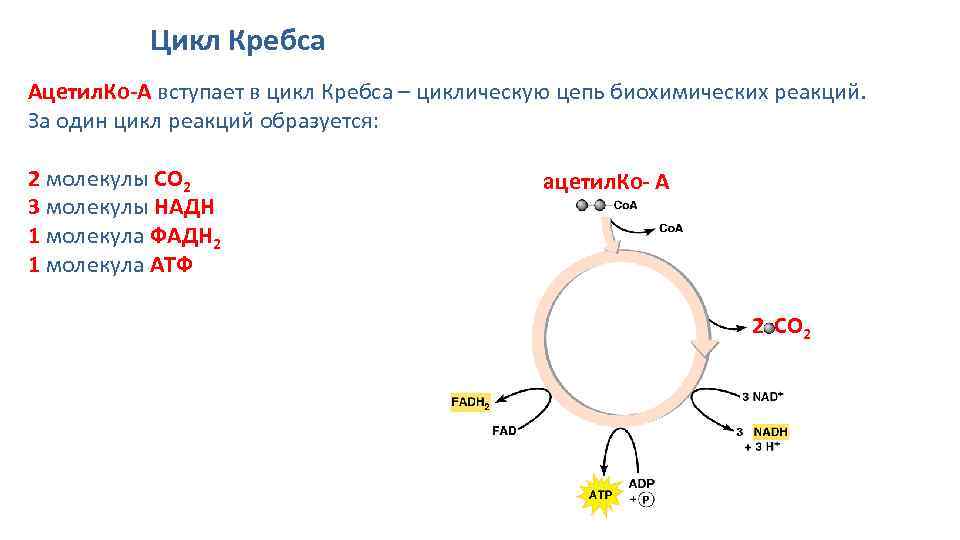 Цикл Кребса Ацетил. Ко-А вступает в цикл Кребса – циклическую цепь биохимических реакций. За